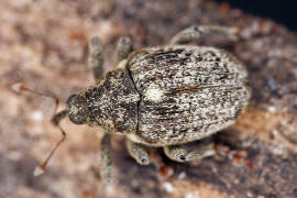 Ceutorhynchus pallidactylus / Gefleckter Kohltriebrssler / Familie: Rsselkfer - Curculionidae - Ceutorhynchinae