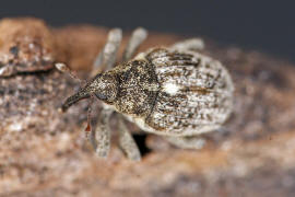 Ceutorhynchus pallidactylus / Gefleckter Kohltriebrssler / Familie: Rsselkfer - Curculionidae - Ceutorhynchinae