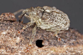 Ceutorhynchus pallidactylus / Gefleckter Kohltriebrssler / Familie: Rsselkfer - Curculionidae - Ceutorhynchinae