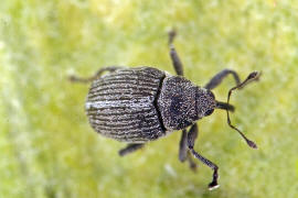 Ceutorhynchus typhae (syn. Neosirocalus floralis, Ceutorhynchus floralis) / Blten-Kleinrssler / Rsselkfer - Curculionidae - Ceutorhynchinae