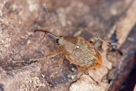 Curculio glandium / Eichelbohrer / Eichelrssler / Rsselkfer - Curculionidae - Curculioninae