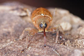 Curculio glandium / Eichelbohrer / Eichelrssler / Rsselkfer - Curculionidae - Curculioninae