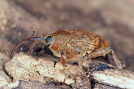 Curculio glandium / Eichelbohrer / Eichelrssler / Rsselkfer - Curculionidae - Curculioninae