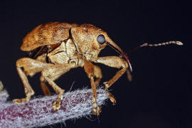 Curculio venosus / Adern-Eichelbohrer / Rsselkfer - Curculionidae - Curculioninae