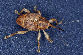 Curculio venosus / Adern-Eichelbohrer / Rsselkfer - Curculionidae - Curculioninae