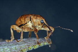 Kleines Artenportrait mit Text und Fotos von Curculio venosus / Adern-Eichelbohrer / Rsselkfer - Curculionidae - Curculioninae