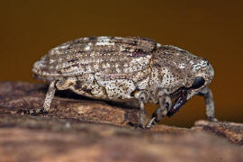 Gasterocercus depressirostris / Plattnasen-Holzrssler / Rsselkfer - Curculionidae - Cryptorhynchinae