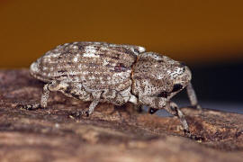 Gasterocercus depressirostris / Plattnasen-Holzrssler / Rsselkfer - Curculionidae - Cryptorhynchinae