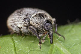 Rhinusa tetra (syn. Gymnetron tetrum) / Vernderlicher Gallenrssler / Rsselkfer - Curculionidae - Curculioninae