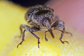 Rhinusa tetra (syn. Gymnetron tetrum) / Vernderlicher Gallenrssler / Rsselkfer - Curculionidae - Curculioninae