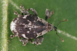 Hadroplontus litura / Gelbfiger Kratzdistelrssler / Rsselkfer - Curculionidae - Ceutorhynchinae