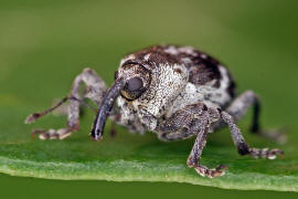 Hadroplontus litura / Gelbfiger Kratzdistelrssler / Rsselkfer - Curculionidae - Ceutorhynchinae