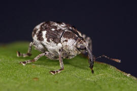 Hadroplontus litura / Gelbfiger Kratzdistelrssler / Rsselkfer - Curculionidae - Ceutorhynchinae