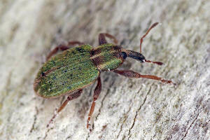 Hypera nigrirostris / Grner Kokonrssler / Rsselkfer - Curculionidae - Hyperinae