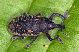 Larinus planus / Lnglicher Distelrssler / Rsselkfer - Curculionidae - Lixinae