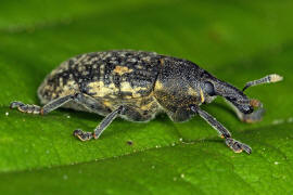 Larinus planus / Lnglicher Distelrssler / Rsselkfer - Curculionidae - Lixinae