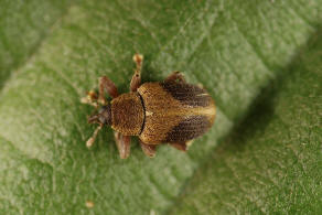 Lignyodes enucleator / Zweifarbiger Eschenrssler / Rsselkfer - Curculionidae - Curculioninae