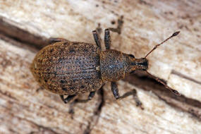 Liophloeus tessulatus / Wrfelfleckrssler / Rsselkfer - Curculionidae - Entiminae / weitere deutsche Trivialnamen: Variabler Plumprssler, Wrfelfleckiger Staubrssler