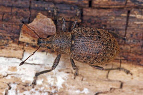 Liophloeus tessulatus / Wrfelfleckrssler / Rsselkfer - Curculionidae - Entiminae / weitere deutsche Trivialnamen: Variabler Plumprssler, Wrfelfleckiger Staubrssler