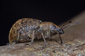 Liophloeus tessulatus / Wrfelfleckrssler / Rsselkfer - Curculionidae - Entiminae / weitere deutsche Trivialnamen: Variabler Plumprssler, Wrfelfleckiger Staubrssler