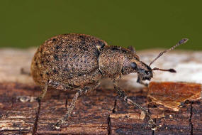 Liophloeus tessulatus / Wrfelfleckrssler / Rsselkfer - Curculionidae - Entiminae / weitere deutsche Trivialnamen: Variabler Plumprssler, Wrfelfleckiger Staubrssler