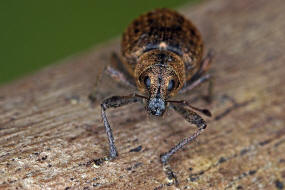 Liophloeus tessulatus / Wrfelfleckrssler / Rsselkfer - Curculionidae - Entiminae / weitere deutsche Trivialnamen: Variabler Plumprssler, Wrfelfleckiger Staubrssler