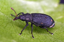 Magdalis ruficornis / Schlehen-Zweigrssler / Rsselkfer - Curculionidae - Mesoptiliinae