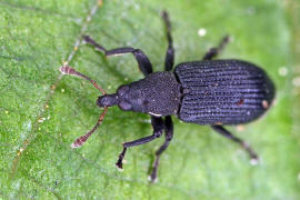 Magdalis ruficornis / Schlehen-Zweigrssler / Rsselkfer - Curculionidae - Mesoptiliinae