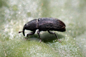 Mecinus pyraster / Grauer Wegerich-Schlankrssler / Rsselkfer - Curculionidae - Curculioninae