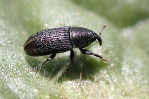 Mecinus pyraster / Grauer Wegerich-Schlankrssler / Rsselkfer - Curculionidae - Curculioninae