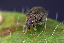 Orchestes fagi (= Rhynchaenus fagi) / Buchen-Springrssler / Rsselkfer - Curculionidae - Curculioninae