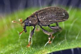 Orchestes fagi (= Rhynchaenus fagi) / Buchen-Springrssler / Rsselkfer - Curculionidae - Curculioninae