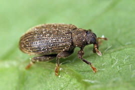 Orchestes fagi (= Rhynchaenus fagi) / Buchen-Springrssler / Rsselkfer - Curculionidae - Curculioninae