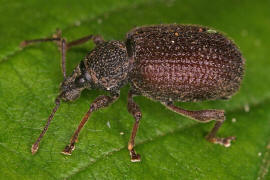 Otiorhynchus rugosostriatus / Raustreifiger Dickmaulrssler / Rsselkfer - Curculionidae / Otiorhynchinae - Dickmaulrssler