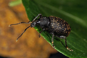 Otiorhynchus sulcatus / Gefurchter Lappenrssler / Gewchshaus-Dickmaulrssler / Rsselkfer - Curculionidae / Otiorhynchinae - Dickmaulrssler