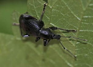 Otiorhynchus tenebricosus / Rotfiger Lappenrssler / Rsselkfer - Curculionidae / Otiorhynchinae - Dickmaulrssler