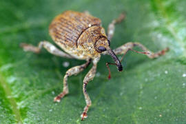 Parethelcus pollinarius (= Ceutorhynchus pollinarius) / Gekrnter Nesselrssler / Rsselkfer - Curculionidae - Ceutorhynchinae