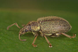 Phyllobius betulinus / Weidorn-Blattrssler / Silberner Grnrssler / Rsselkfer - Curculionidae - Otiorhynchinae