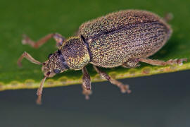 Phyllobius betulinus / Weidorn-Blattrssler / Silberner Grnrssler / Rsselkfer - Curculionidae - Otiorhynchinae