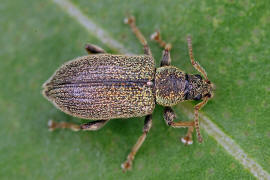 Phyllobius betulinus / Weidorn-Blattrssler / Silberner Grnrssler / Rsselkfer - Curculionidae - Otiorhynchinae