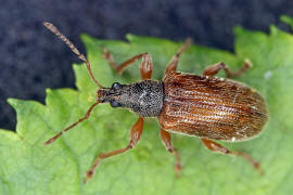 Phyllobius oblongus / Zweifarbiger Schmalbauchrssler / Rsselkfer - Curculionidae - Otiorhynchinae