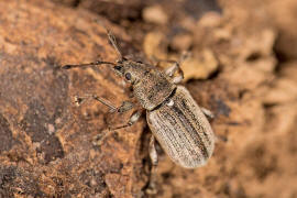 Phyllobius pyri / Birnen-Grnrssler / Rsselkfer - Curculionidae - Otiorhynchinae