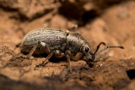 Phyllobius pyri / Birnen-Grnrssler / Rsselkfer - Curculionidae - Otiorhynchinae