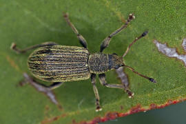 Polydrusus aeratus (syn. Polydrusus atomarius) / Grauhaariger Glanzrssler / Rsselkfer - Curculionidae - Entiminae