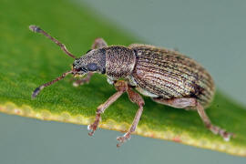 Polydrusus aeratus (syn. Polydrusus atomarius) / Grauhaariger Glanzrssler / Rsselkfer - Curculionidae - Entiminae