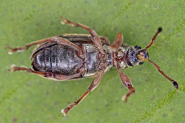 Polydrusus aeratus (syn. Polydrusus atomarius) / Grauhaariger Glanzrssler / Rsselkfer - Curculionidae - Entiminae