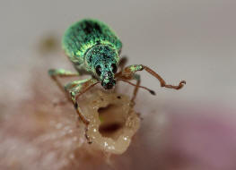 Polydrusus formosus (syn. Polydrusus sericeus) / Seidiger Glanzrssler / Rsselkfer - Curculionidae - Entiminae