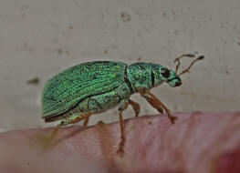 Polydrusus formosus (syn. Polydrusus sericeus) / Seidiger Glanzrssler / Rsselkfer - Curculionidae - Entiminae