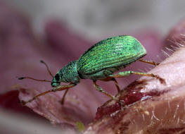 Polydrusus formosus (syn. Polydrusus sericeus) / Seidiger Glanzrssler / Rsselkfer - Curculionidae - Entiminae