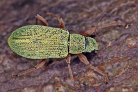 Polydrusus impressifrons / Mattgrner Glanzrssler / Rsselkfer - Curculionidae - Entiminae